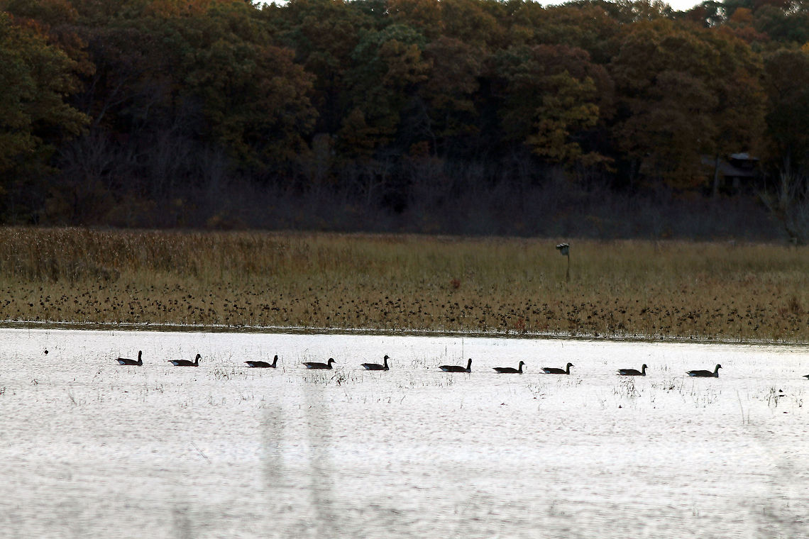Canadian Geese in a row  Branta canadensis,Canada Goose,Great Meadows,Wetlands