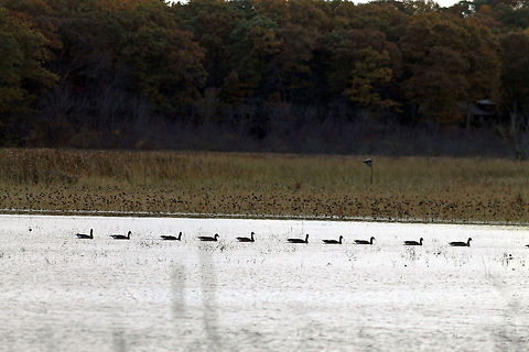 Canadian Geese in a row  Branta canadensis,Canada Goose,Great Meadows,Wetlands