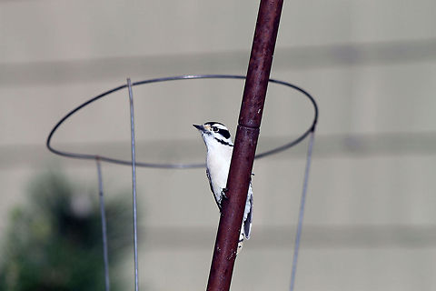 Male Downey Woodpecker 3  Downy Woodpecker,Downy woodpecker,Dryobates pubescens,Picoides pubescens