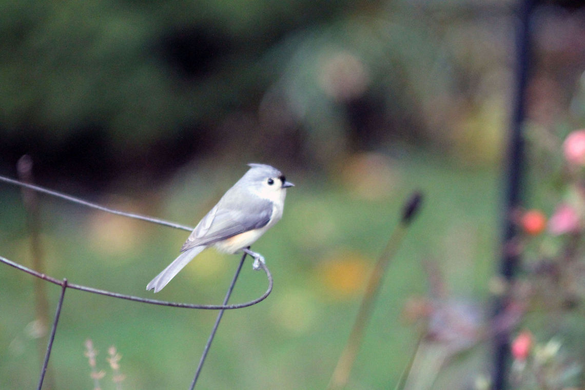 Titmouse  Baeolophus bicolor,Tufted Titmouse