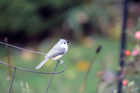 Titmouse  Baeolophus bicolor,Tufted Titmouse