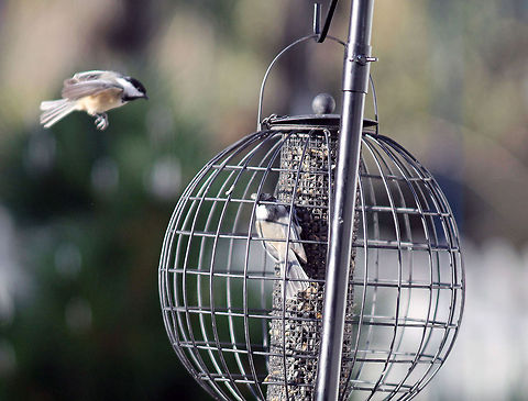 Incoming  Black-capped Chickadee,Chickadee,Poecile atricapillus,bird