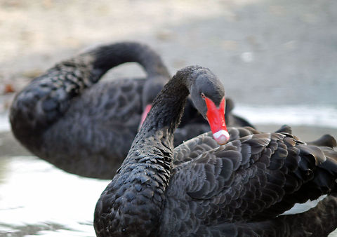 Black Swans  Black Swan,Cygnus atratus