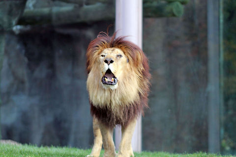 The Lion  Lion,Panthera leo