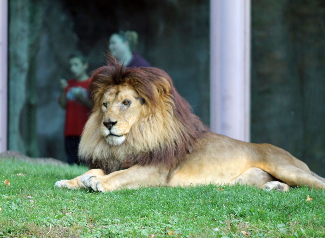 The Lion at rest  Lion,Panthera leo