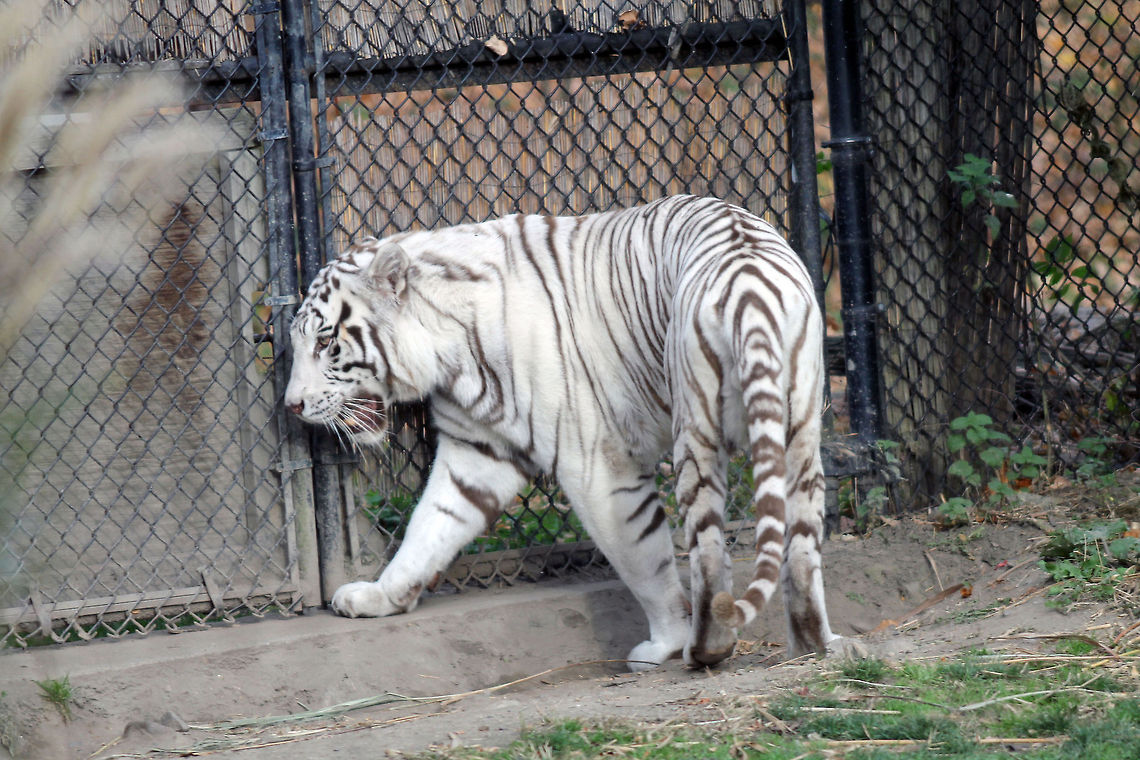 The_White_Tiger_3  Bengal tiger,Panthera tigris tigris,tiger,white tiger