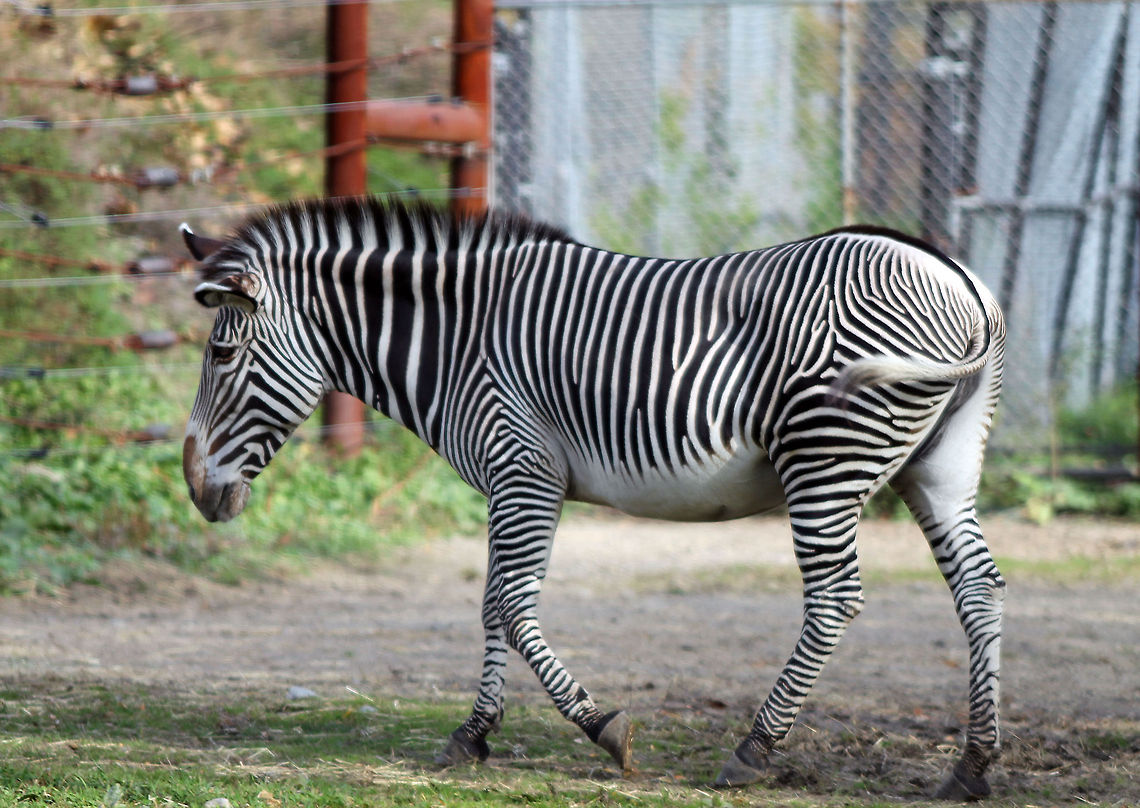 Zebra  Burchells zebra,Equus quagga,Plains zebra