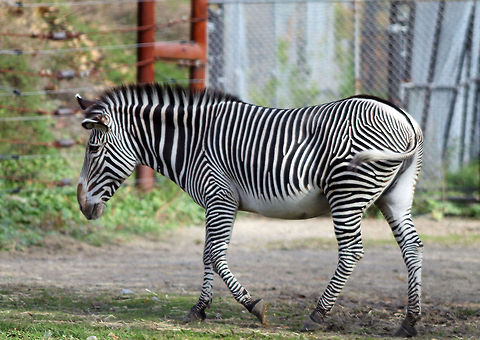 Zebra  Burchells zebra,Equus quagga,Plains zebra