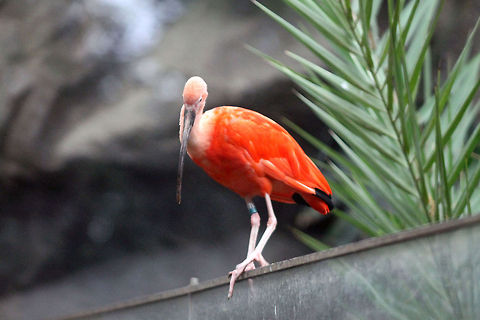 Scarlet Ibis_2  Eudocimus ruber,Scarlet Ibis