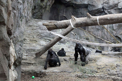 Gorillas_2  Gorilla gorilla,Western gorilla