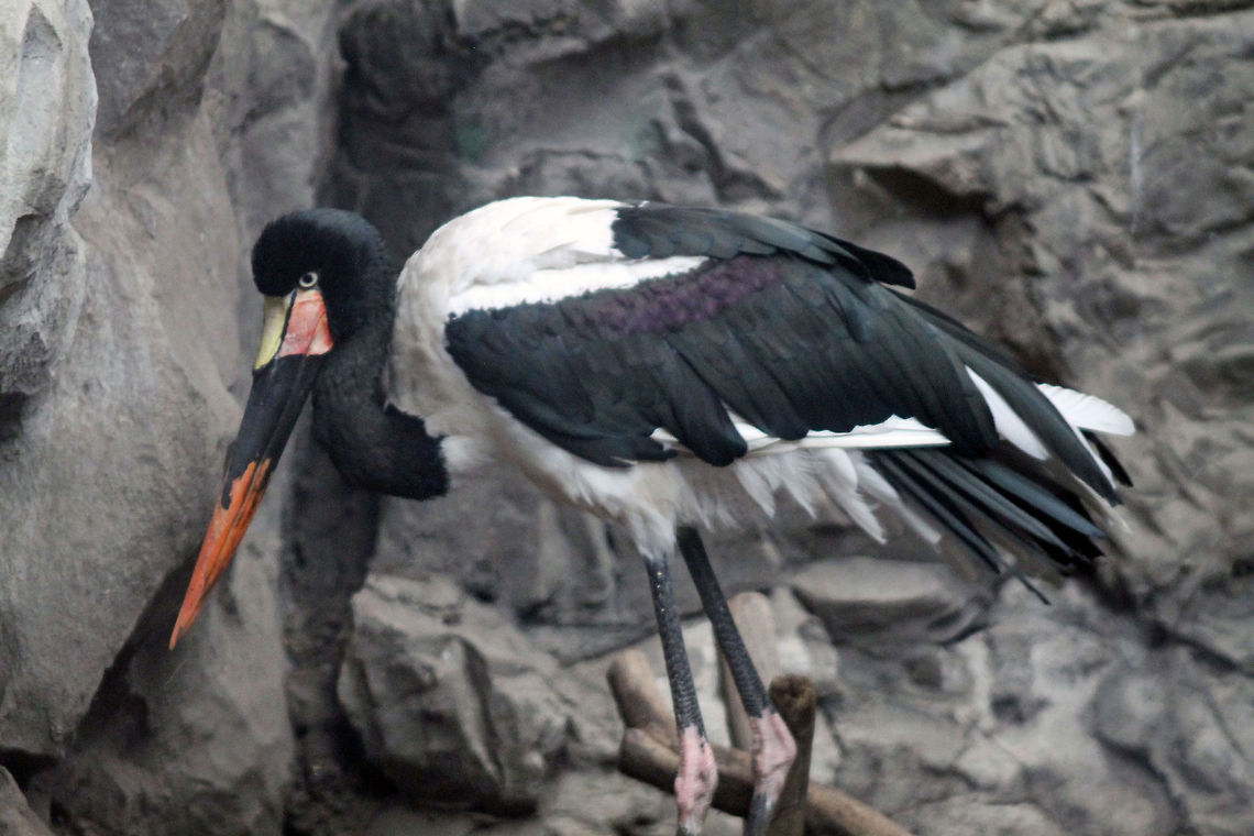 Saddle_Billed_Stork  Ephippiorhynchus senegalensis,Saddle-billed Stork