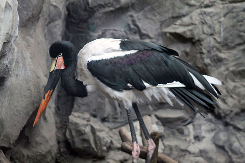 Saddle_Billed_Stork  Ephippiorhynchus senegalensis,Saddle-billed Stork