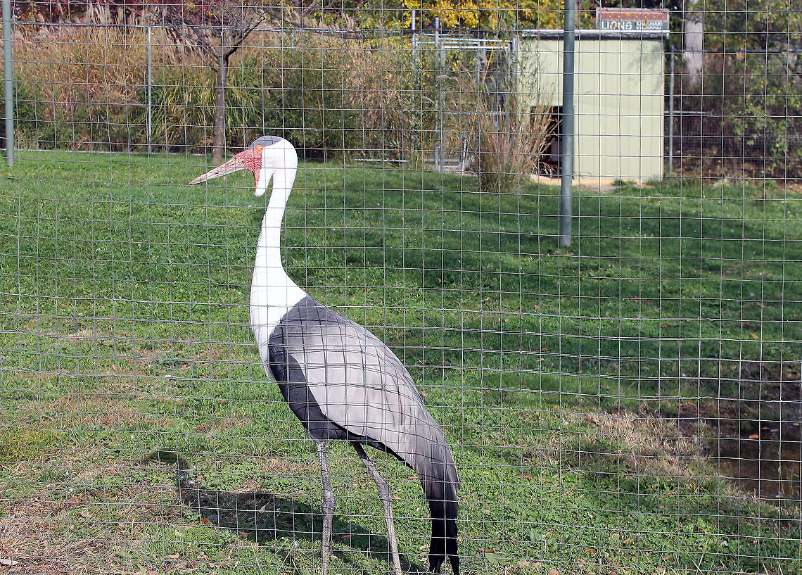 Wattle_Neck_Stork_2  Bugeranus carunculatus,Wattle Necked Stork,Wattled Crane,bird