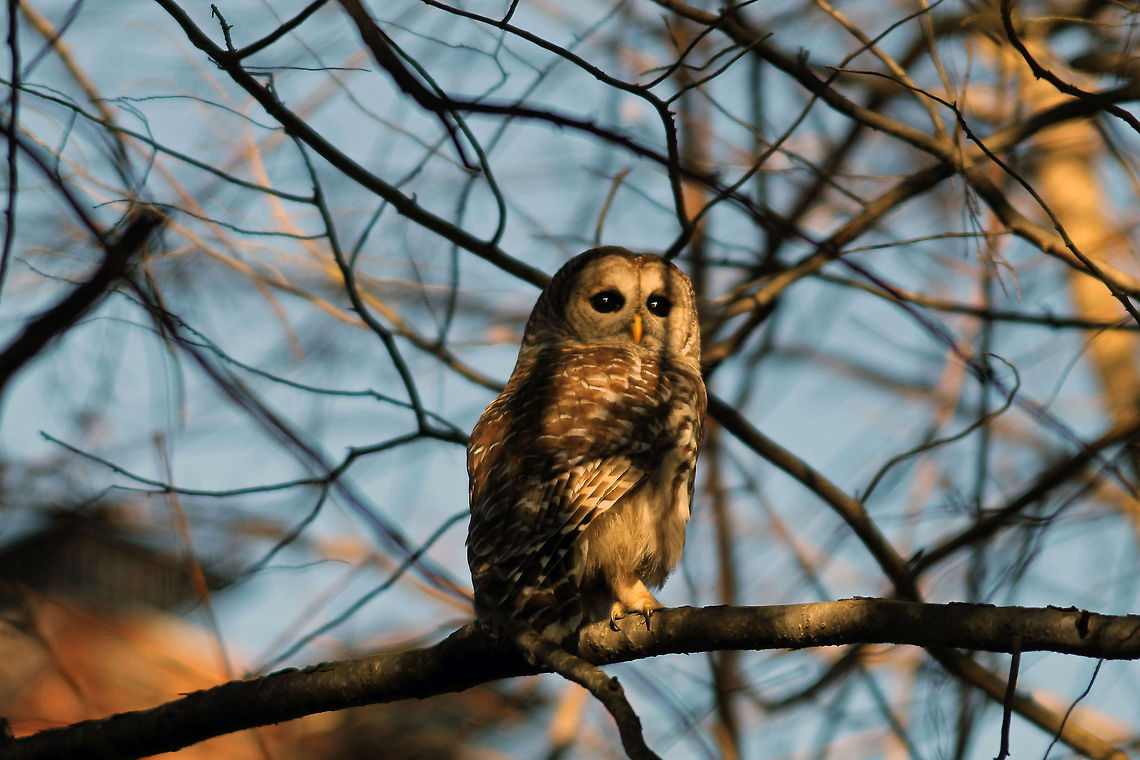 Barred Owl 3  Barred Owl,Strix varia