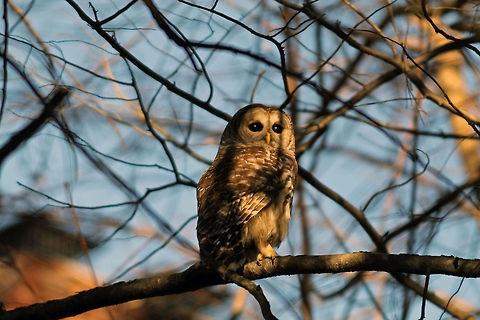 Barred Owl 3  Barred Owl,Strix varia