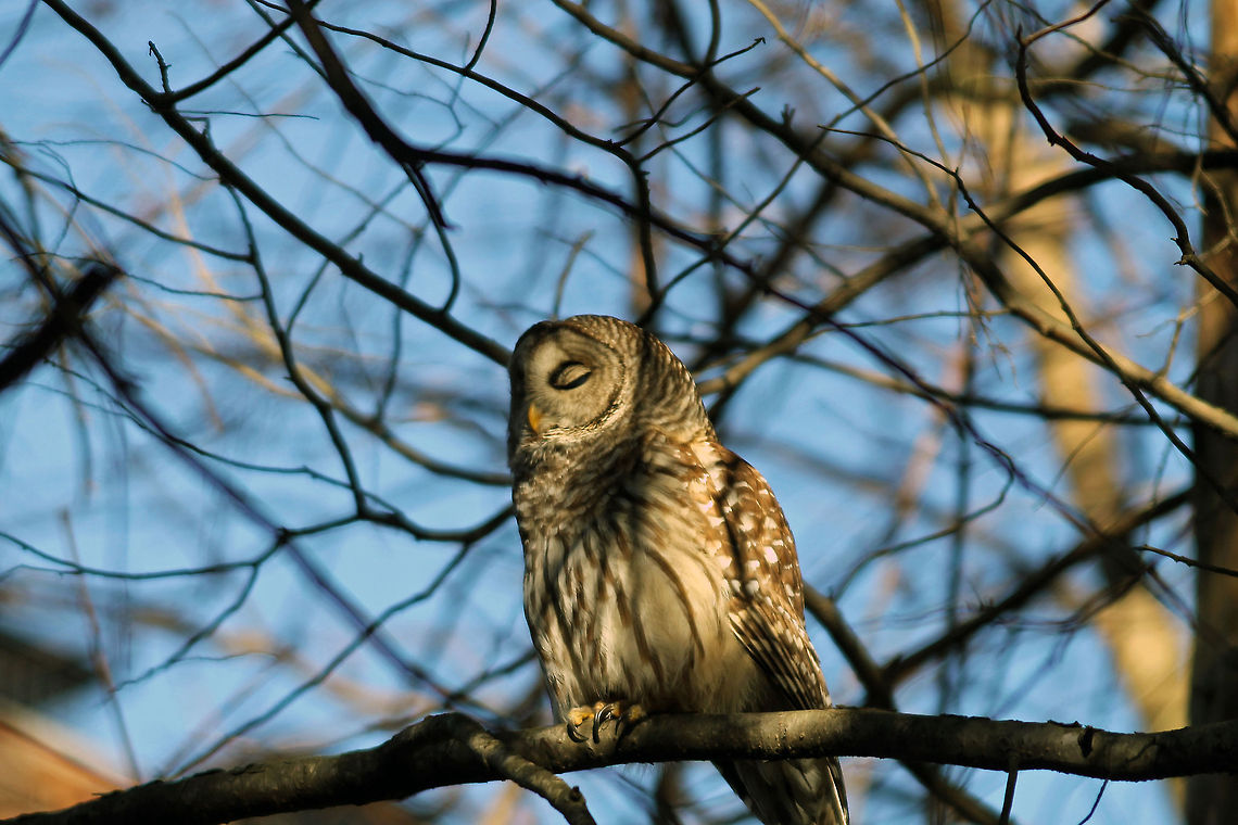 Barred_Owl_2  Barred Owl,Strix varia