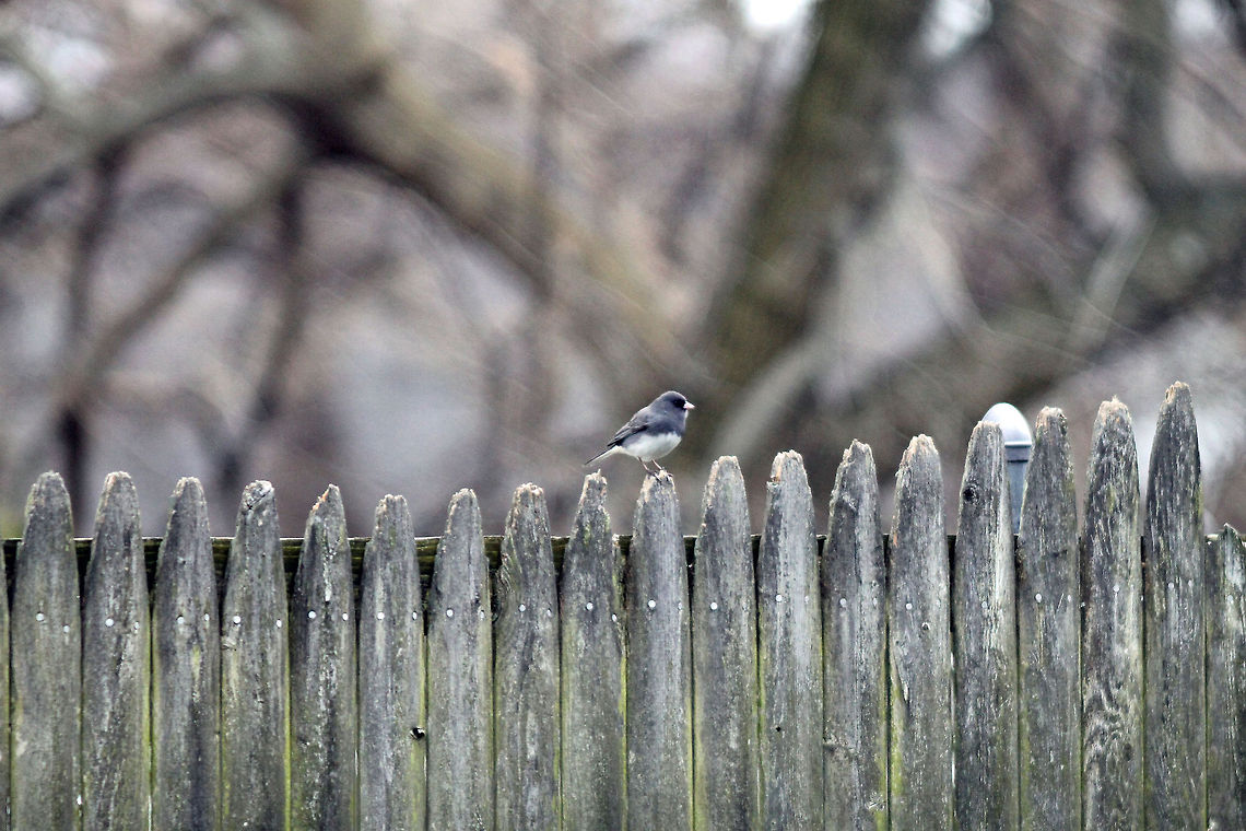 Junco  Bird,Dark-eyed Junco,Junco,Junco hyemalis,Passerella iliaca schistacea group,Slate-colored Fox Sparrow