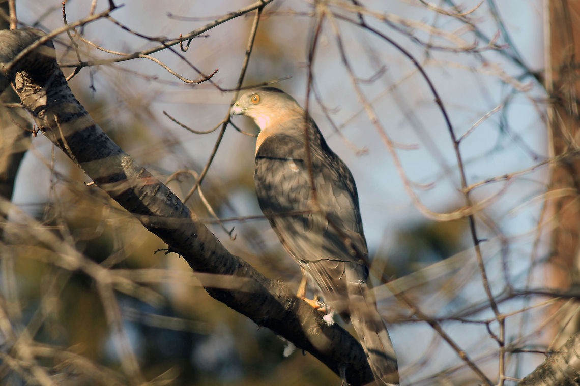 Broad-winged Hawk  Broad-winged Hawk,Buteo platypterus,bird of prey