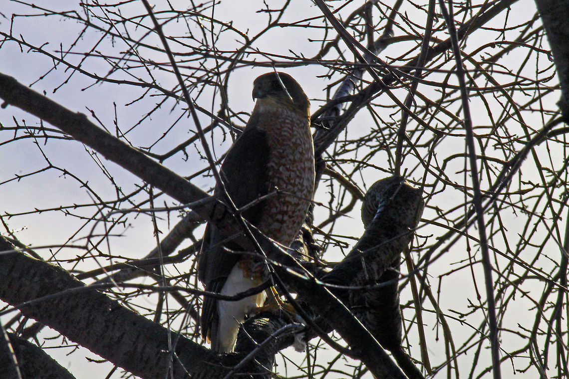 Broad-winged Hawk in tree  Bird of prey,Broad-winged Hawk,Buteo platypterus