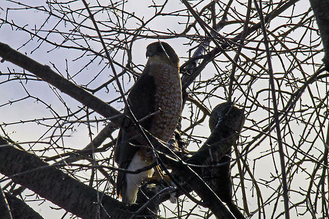 Broad-winged Hawk in tree  Bird of prey,Broad-winged Hawk,Buteo platypterus