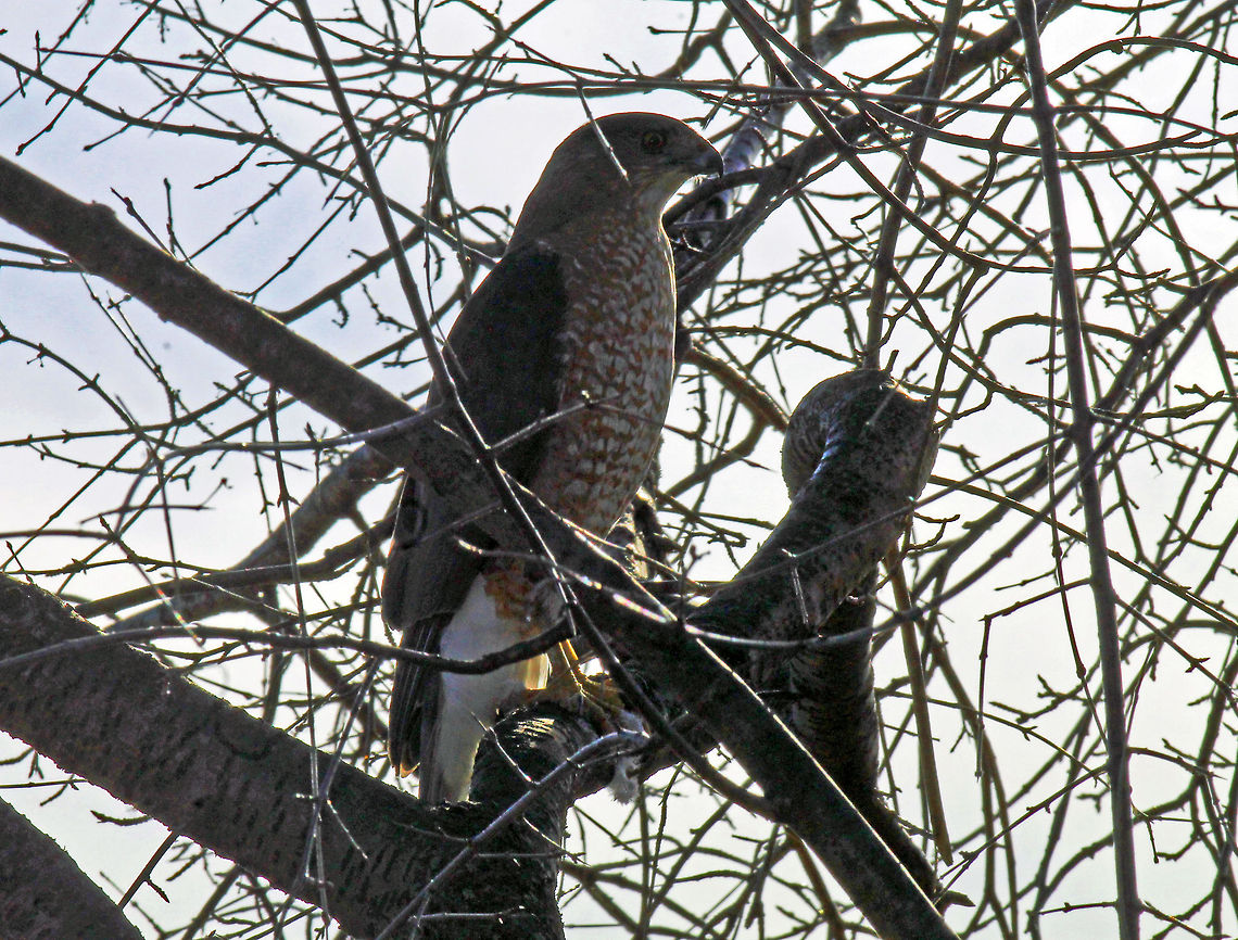 Broad-winged Hawk on the lookout  Bird of prey,Broad-winged Hawk,Buteo platypterus