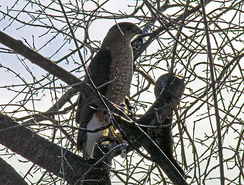 Broad-winged Hawk on the lookout  Bird of prey,Broad-winged Hawk,Buteo platypterus