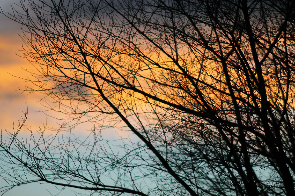 Early Evening Sky 3  clouds,sky,tree