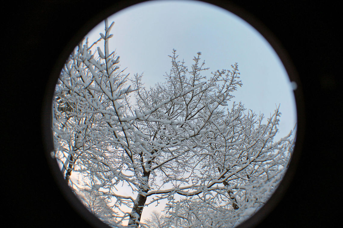 Snowy Treetops 1  snow,trees,winter