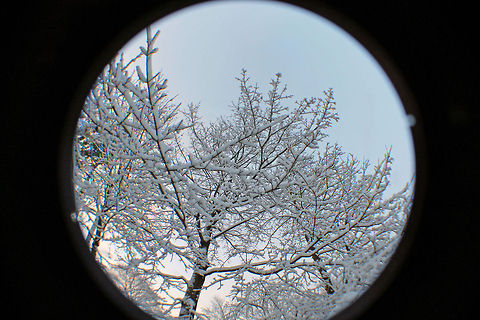Snowy Treetops 1  snow,trees,winter