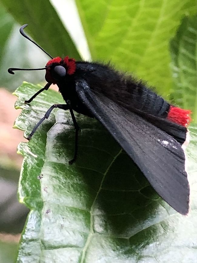 Pyrrhopyge charybdis.  Diablito,Pyrrhopyge charybdis