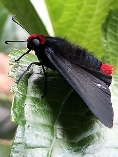 Pyrrhopyge charybdis.  Diablito,Pyrrhopyge charybdis