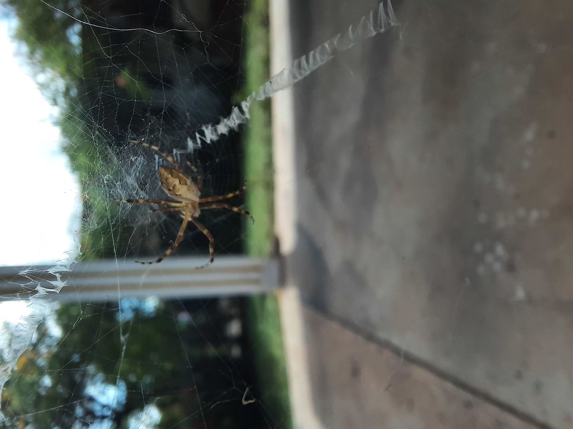 Silver Orb Spider? (Identification please) Silver Orb Spider. I&#039;m not sure of the identification but if anybody knows the correct species, please let me know. From what I&#039;ve been told, this spider is from the genus Angiospera.  Fall,Geotagged,Insects,Panama,Spider