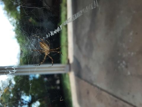 Silver Orb Spider? (Identification please) Silver Orb Spider. I'm not sure of the identification but if anybody knows the correct species, please let me know. From what I've been told, this spider is from the genus Angiospera.  Fall,Geotagged,Insects,Panama,Spider