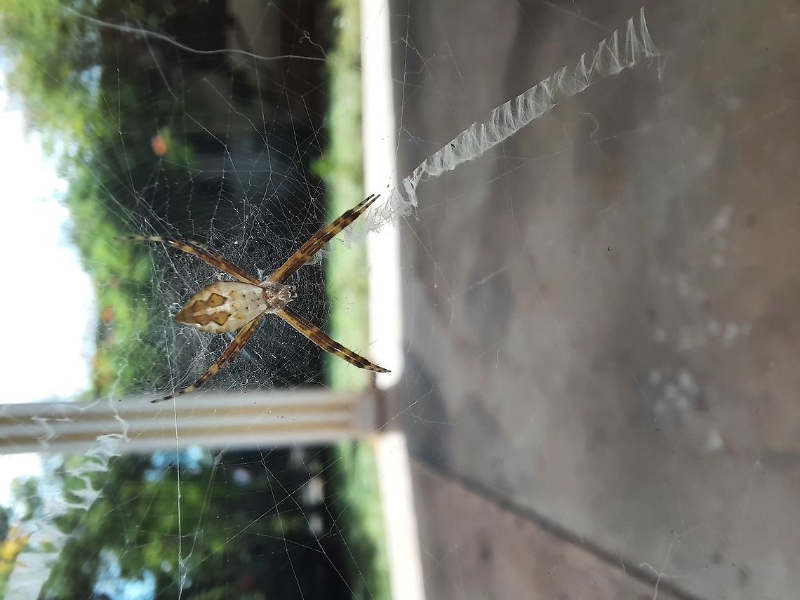 Silver Orb Spider (identification, please?) This is the same Orb spider but from a different angle. Fall,Geotagged,Insects,Panama,Spider