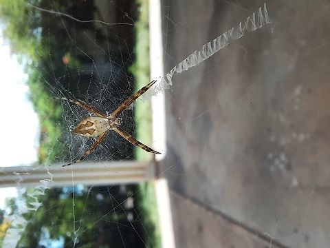 Silver Orb Spider (identification, please?) This is the same Orb spider but from a different angle. Fall,Geotagged,Insects,Panama,Spider