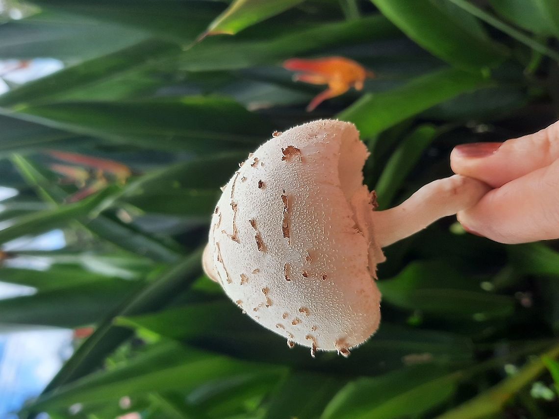 Unknown Fungus We found this fungus in my garden, as we didn&#039;t know if it was venomous or not, we removed it just in case. If anybody know the identification of this fungus, please let me know! Fungus,Geotagged,Panama,Unknown