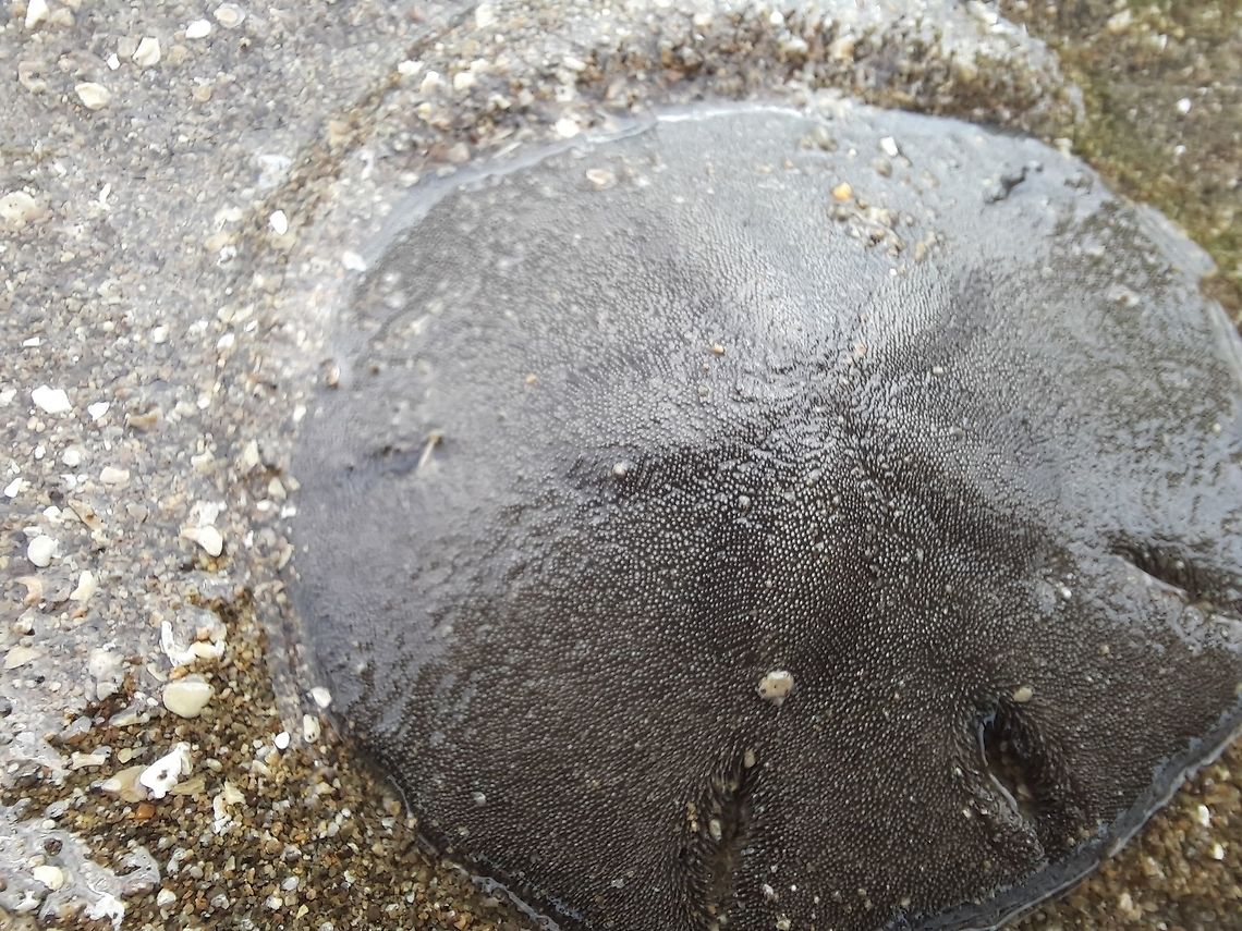 Sand Dollar (Mellita quinquiesperforata) A sand dollar I saw on my local beach. They are not so common to find alive, so I was very happy to see it. Fall,Geotagged,Mellita quinquiesperforata,Panama,Sand,beach