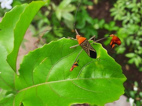 Leaf-footed Bug (Anisoscelis alipes) I found this insect in my Passion Fruit plant, they really like the nectar and the odor of the passion fruit flowers. Thanks for the ID! Anisoscelis alipes,Fall,Flag-footed Bug,Geotagged,Insect,Panama,panama