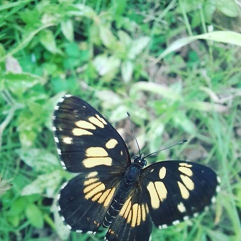 Ezra Checkerspot Thanks for the ID, guys! Butterfly,Chlosyne ezra,Ezra Checkerspot,Geotagged,Panama