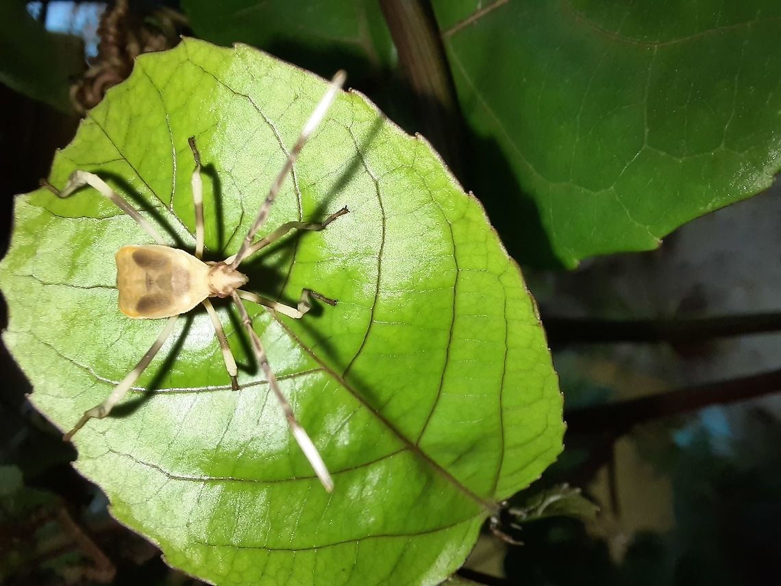 Unknown Insect. If you could help me with identification again? I am interested in insects but I don&#039;t know much about them, I hope to provide more insect images to the site soon! Geotagged,Insect,Panama,Summer,unknown