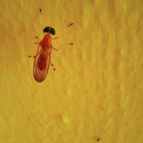 Unknown Insect. Again, no clue on this insect. Geotagged,Insect,Panama,unknown