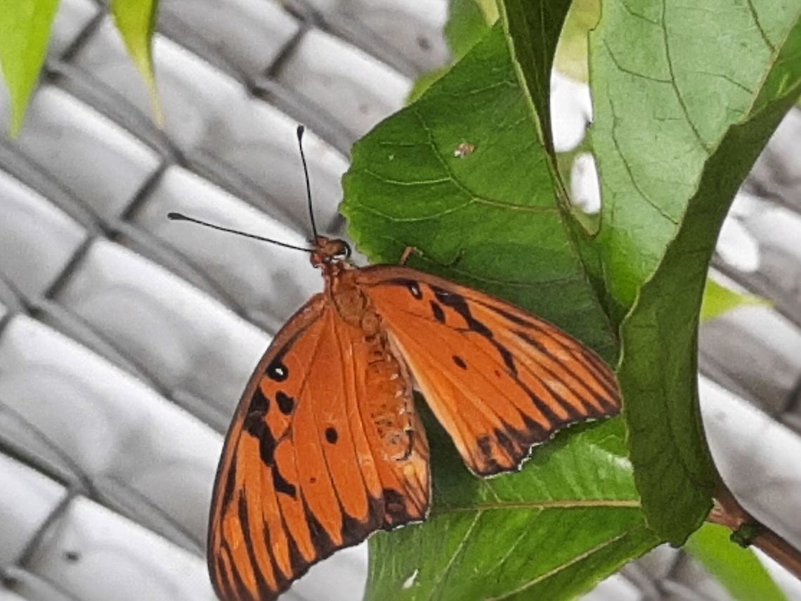 Gulf Fritillary These are somewhat common butterflies around my backyard but always a delight to see! Agraulis vanillae,Butterfly,Geotagged,Gulf Fritillary,Gulf fritillary,Panama,Summer