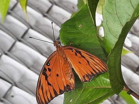 Gulf Fritillary These are somewhat common butterflies around my backyard but always a delight to see! Agraulis vanillae,Butterfly,Geotagged,Gulf Fritillary,Gulf fritillary,Panama,Summer