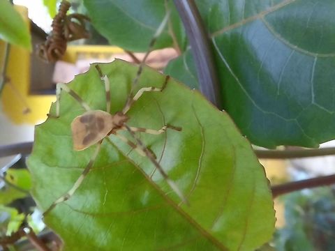 Unknown Insect but without flash. Here's another photo of the same insect but this time, without flash. I hope this one helps even more to identify the species! Geotagged,Panama,Summer,insect,unknown