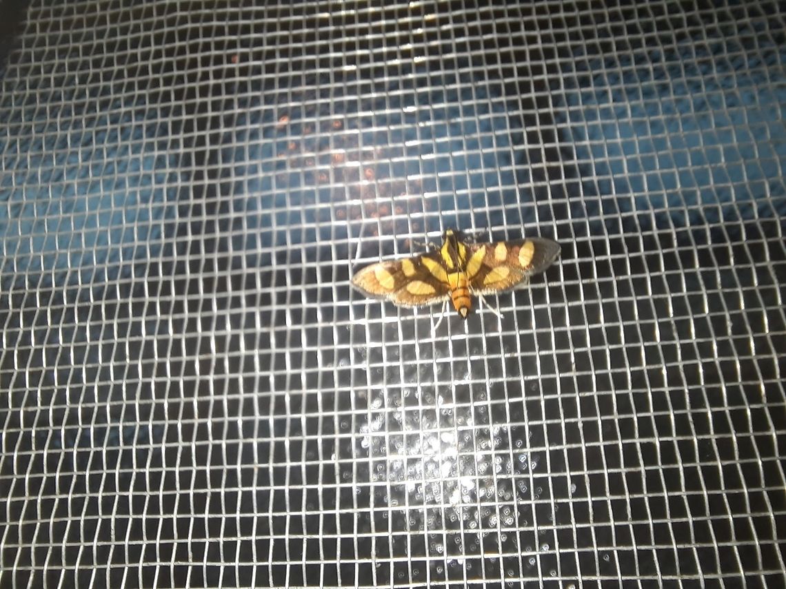 Moth on my window. This is one of the commonest moths around my house, I found it in my window but I don&#039;t know the species yet. If any of you know, please let me know! Fall,Geotagged,Moth,Panama,Syngamia florella,unknown