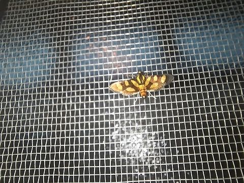 Moth on my window. This is one of the commonest moths around my house, I found it in my window but I don't know the species yet. If any of you know, please let me know! Fall,Geotagged,Moth,Panama,Syngamia florella,unknown