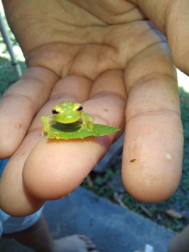 Froglet Another photo from the trip and no clue on ID. Geotagged,Green,Hyalinobatrachium tatayoi,Panama,Tatayo's Glass Frog,frog