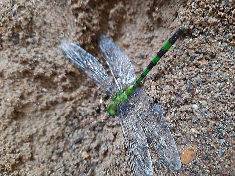 Dead Dragonfly Another one of the photos. Dragonfly,Erythemis vesiculosa,Geotagged,Great Pondhawk,Green,Panama,Winter