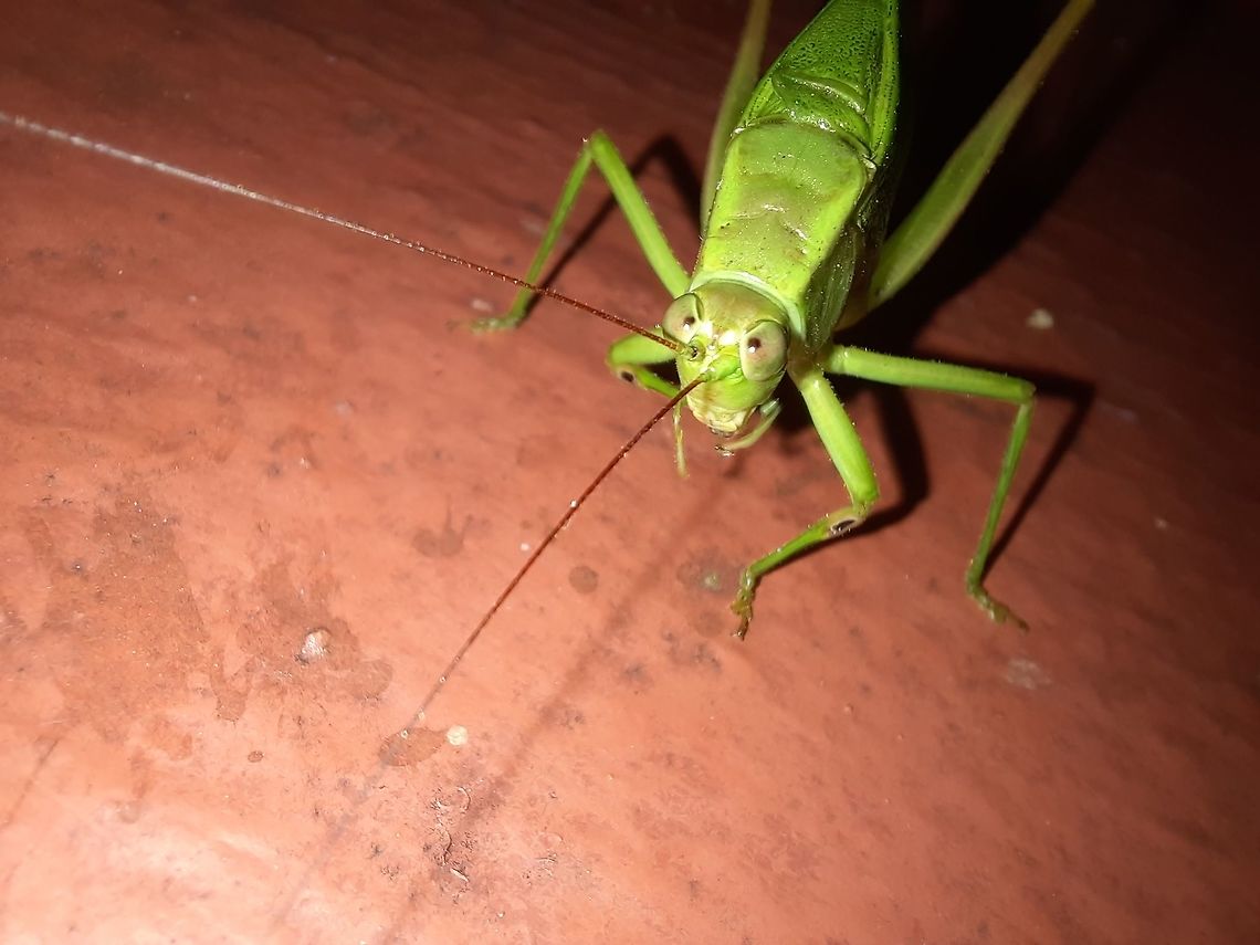 Katydid Another photo from the trip. Geotagged,Panama,Winter,katydid