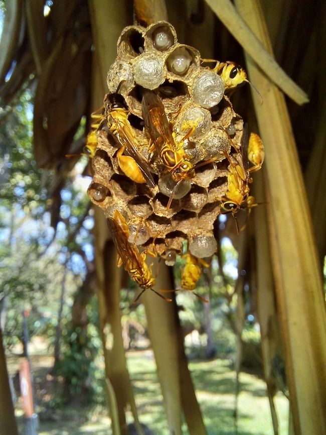 Wasp Nest. A wasp nest I found in the trip. Any ideas on the ID? Geotagged,Panama,Wasp,nest